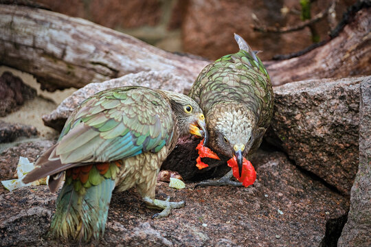 Kea ( Nestor notabilis ).