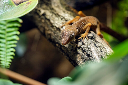 Dominica-Anolis ( Anolis oculatus winstoni ).