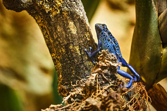 Blauer Pfeilgiftfrosch ( Dendrobates tinctorius var. azureus ).