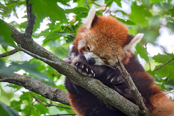 Fototapeta premium Kleiner Panda ( Ailurus fulgens ).