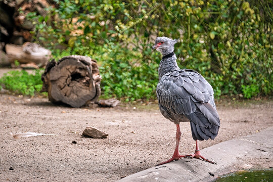 Tschaja ( Chauna torquata ).