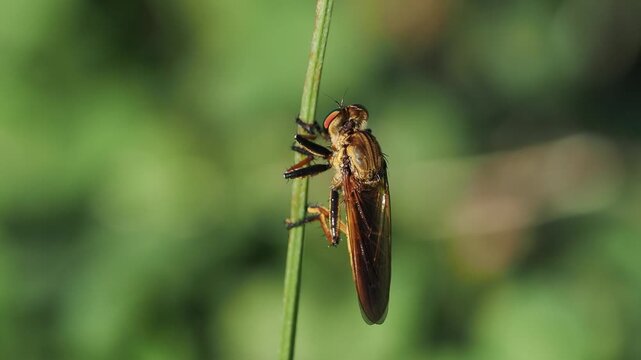 野原の植物に掴まるアオメアブ
