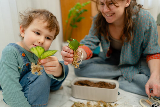 Mother and daughter repotting cuttings with green leaves into soil on the floor at home. Warm gardener teaching little helper to plant seedling with calm gentle care in a bright indoor room.