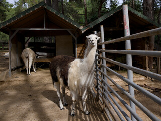 Fototapeta premium Adorable llama standing on a rural farm