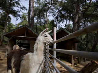 Fototapeta premium Adorable llama standing on a rural farm