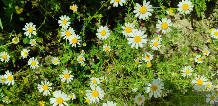 Chamomile flowers and leaves pattern. Matricaria chamomilla botanical illustration, delicate white petals, green foliage.