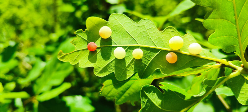 red and Green oak leaf with round galls of Cynips quercusfolii. Natural botanical detail showing insect-induced growths on fresh foliage.