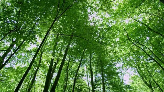 Forest, trees, green leaves, natural scenery, landscape photography