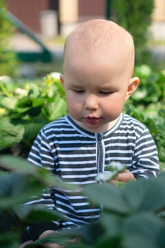 A toddler sits among strawberries in a vibrant garden, embodying the joy and innocence of outdoor play.