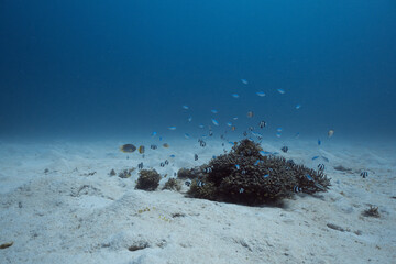 Small school of damselfish swimming around a coral head on a sandy ocean floor © Joneaz