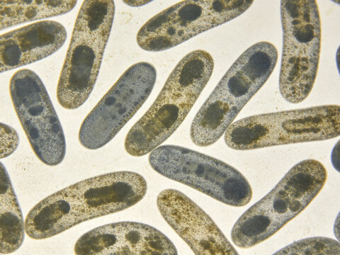 Original Gram-stained photomicrograph of *Providencia rettgeri*: a Gram-negative bacillus and a clinical urinary tract pathogen.