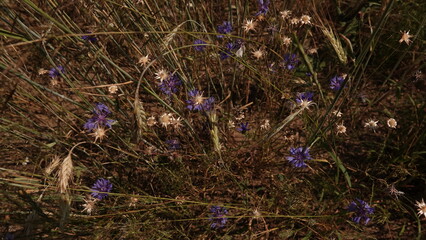 Niebieskie chabry bławatki oraz białe rumianki rosnące dziko wśród dojrzałych kłosów zbóż. Naturalny, rustykalny kadr z polskiej łąki uchwycony w ciepłym, letnim świetle. © tomo81