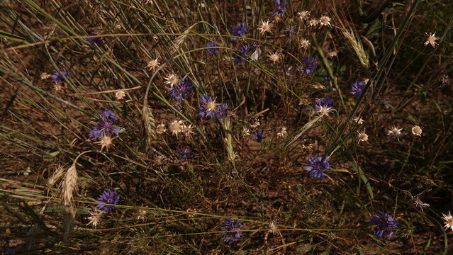 Niebieskie chabry bławatki oraz białe rumianki rosnące dziko wśr&oacute;d dojrzałych kłos&oacute;w zb&oacute;ż. Naturalny, rustykalny kadr z polskiej łąki uchwycony w ciepłym, letnim świetle.