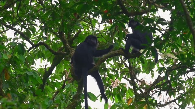 Two wild Javan lutung monkeys perching together on a tree branch in the lush green jungle canopy.
