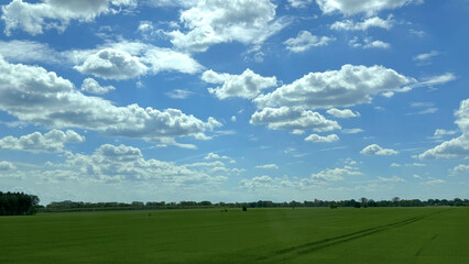 Fototapeta premium Green field under a bright blue sky filled with fluffy white clouds, showcasing a serene rural landscape 
