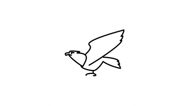 Minimalist outline animation of a majestic bald eagle flying with wings spread wide drawing on and fading out. Features 3 color setups.