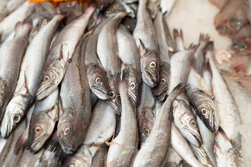 Fototapeta premium Fresh hake fish whole on ice at seafood market