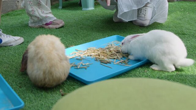Child Petting Rabbits Eating From Tray at Outdoor Petting Zoo