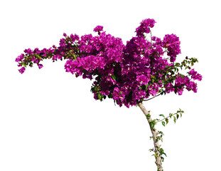 Fototapeta premium blühendes Bougainvillea Bäumchen freigestellt