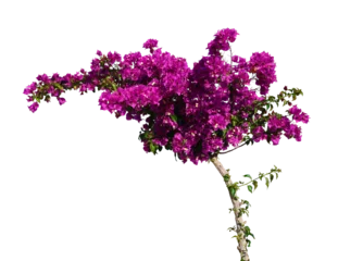 blühendes Bougainvillea Bäumchen freigestellt © Wilm Ihlenfeld