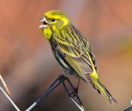 The European serin, or simply the serin (Serinus serinus), is the smallest species of the family of finches (Fringillidae) and is closely related to the Atlantic canary.