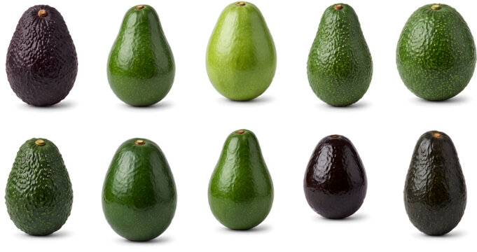 Hass Fuerte Bacon Zutano Pinkerton Reed Gwen Lamb Hass Choquette Lula Mexicola Stewart Avocado Collection Isolated On White Background