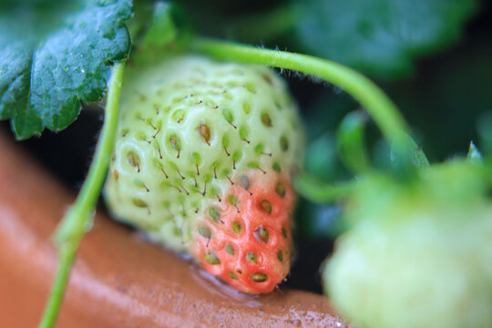 Unripe strawberry ripening on the vine with green and red skin close-up