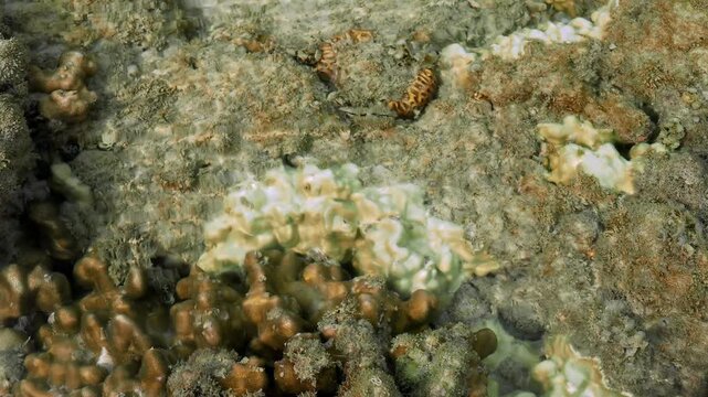 Shallow Coral Flat with Sea Cucumber Across Rocky Reef Bottom
