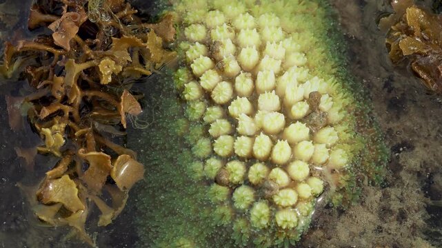 Macro View of Living Reef Polyps Growing in Coastal Tide Pool
