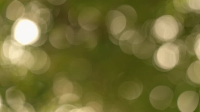 Large creamy bokeh circles floating smoothly across a soft defocused green background with subtle wind motion, abstract light overlay.⁠