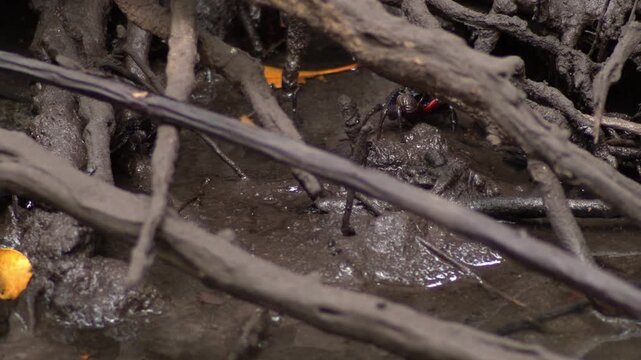 Mangrove Forest Crab Resting on Mud Between Dense Root System