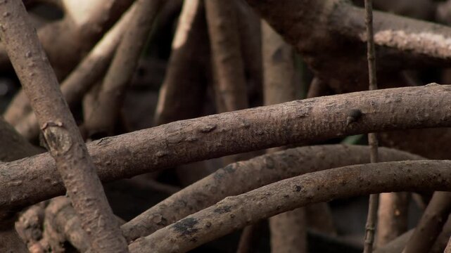 Dense Network of Tropical Mangrove Roots Above Coastal Mud