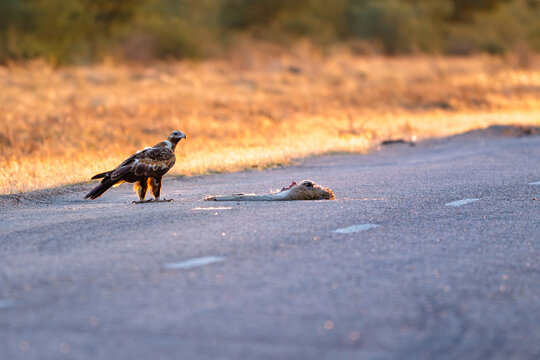 Wedge tailed eagle standing guard over roadkill in golden dawn light in outback Queensland Australia