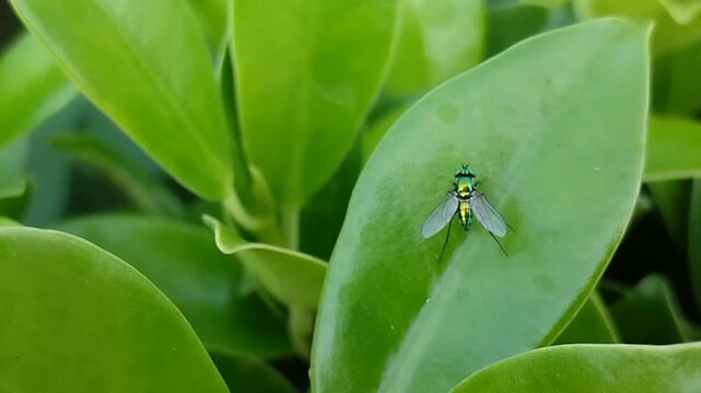 A metallic green Condylostylus fly is perched on a leaf. This fly is beneficial to the garden because it preys on small pests such as aphids and mites
