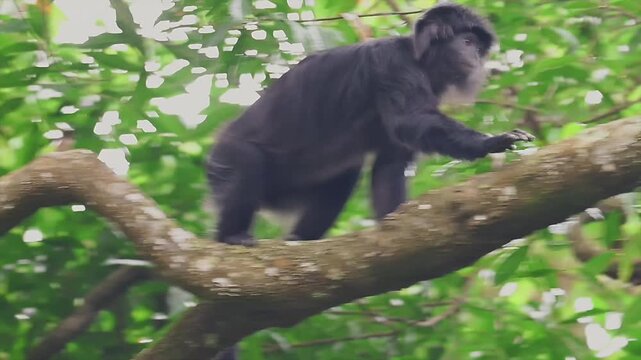 Wild Javan lutung monkey walking and climbing along a large tree branch in the rainforest.