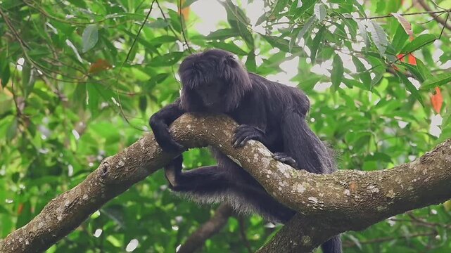 Wild Javan lutung monkey yawning wide while resting on a large tree branch in the jungle.
