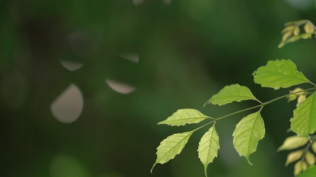 Selective focus on a green tree branch extending from the right, gently rustling in the warm afternoon breeze against a soft blurred background, natural background.⁠
