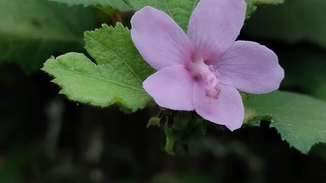 pink Urena lobata flower, known as Caesarweed or pulutan, blooming in nature with green leaves background. This plant, rich in bioactive compounds, is often used as a traditional remedy