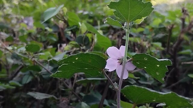 pink Urena lobata flower, known as Caesarweed or pulutan, blooming in nature with green leaves background. This plant, rich in bioactive compounds, is often used as a traditional remedy