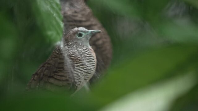 Close up shot of a wild bird couple sitting on a wet tree branch in the rain, with heavy water droplets on their feathers in a moody jungle.⁠
