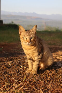 Tabby Cat Sitting Outdoors in Sunlight
