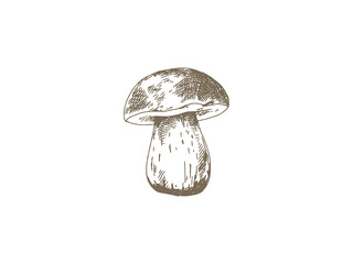 Hand Drawn Porcini Mushroom Illustration, Vintage Engraving Style © yoko
