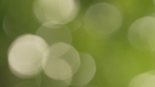 Extreme close up of massive creamy bokeh circles blending into a soft minimal green background with subtle swaying motion, defocused lightscape asset.⁠
