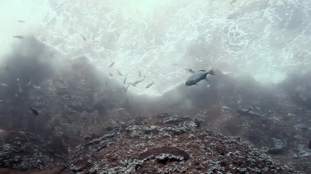 Witness schools of small fish gracefully navigate the dynamic currents over a vibrant reef. This lively marine realm bursts with life underwater at Cocos Keeling Islands.