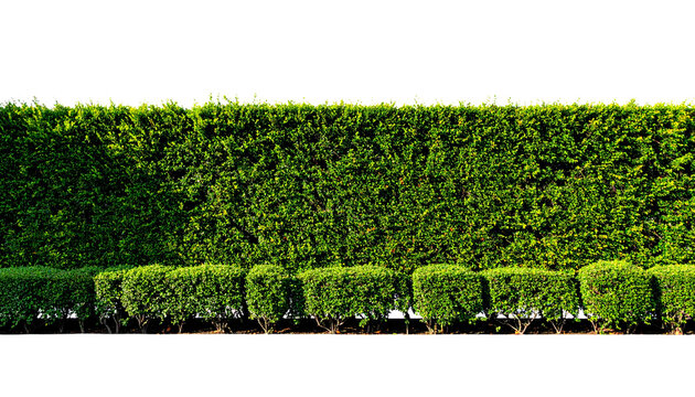 a hedge, a boundary made of planted shrubs, isolated on transparent background.