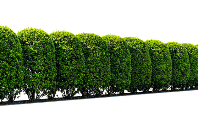a hedge, a boundary made of planted shrubs, isolated on transparent background