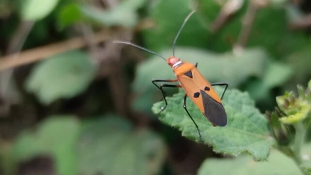 Red Cotton Stainer (Dysdercus cingulatus) perched on a green leaf. This distinct orange and black insect is a common pest in cotton crops