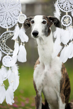 brindle galgo dog portrait outdoors