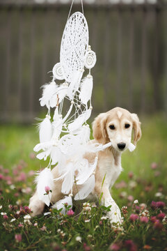 cute saluki puppy biting a dream catcher outdoors
