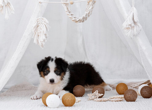  Tricolor Australian Shepherd puppy (Aussie dog) lying inside a white boho teepee with decorative balls. Soft light cozy studio pet portrait looking at camera, ideal for commercial ads and banners